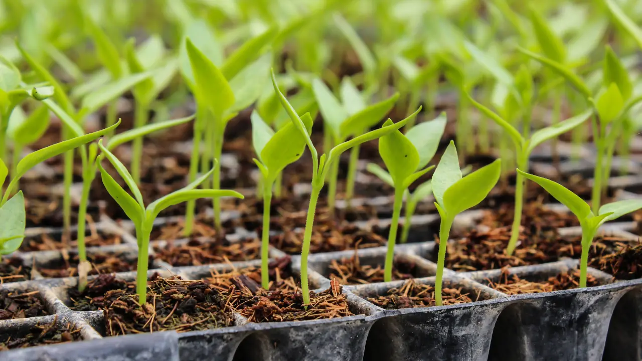 Healthy seedlings